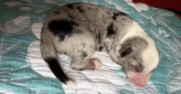 Dallas, a male Australian Shepherd for sale in Charlottesville, VA – 1 of 1