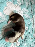 Houston, a female Australian Shepherd for sale in Charlottesville, VA – 6 of 8