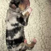 Kayce, a male Miniature Australian Shepherd for sale in Charlottesville, VA – Photo 4 of 8