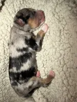 Kayce, a male Miniature Australian Shepherd for sale in Charlottesville, VA – Photo 4 of 8