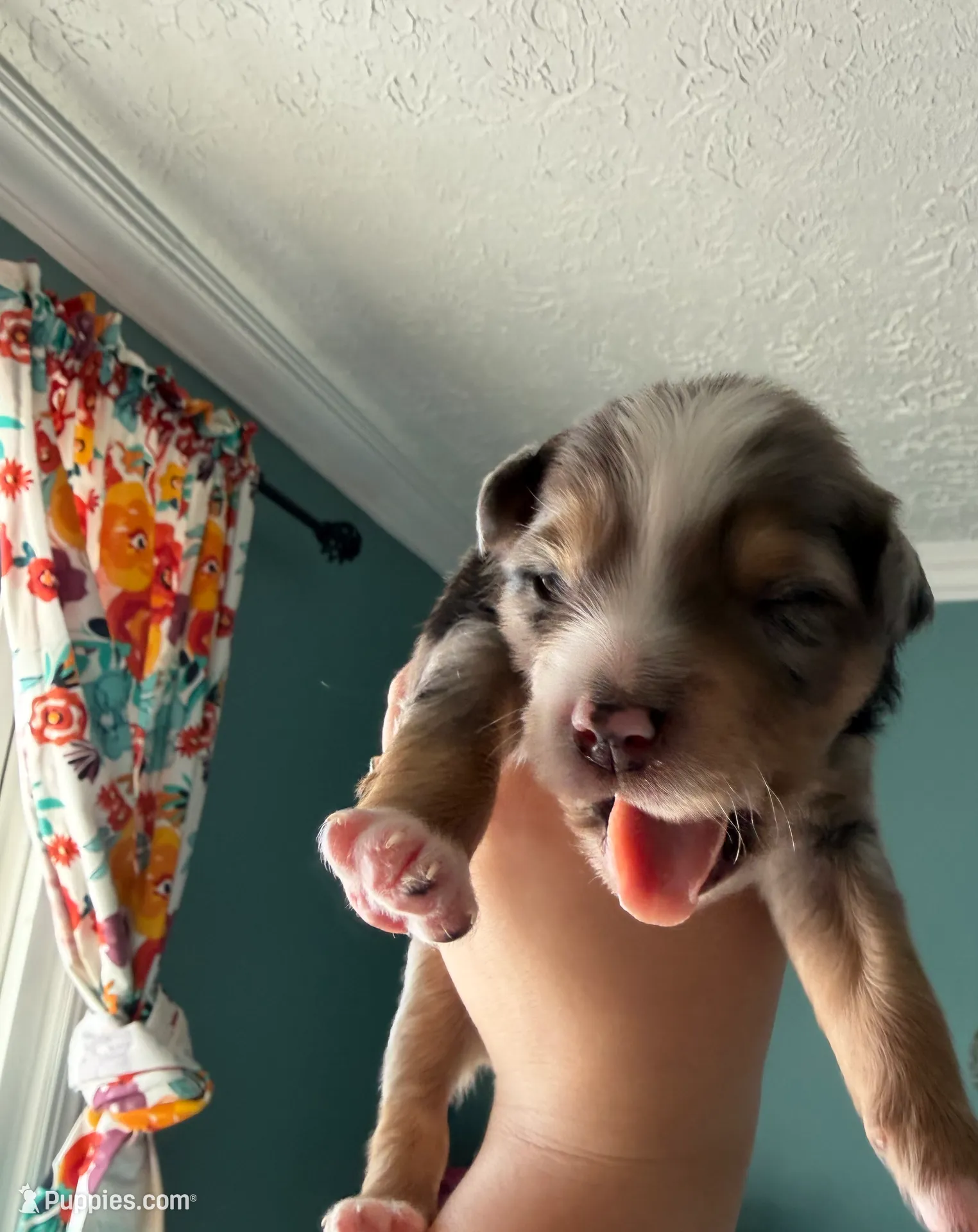 Kayce, a male Miniature Australian Shepherd for sale in Charlottesville, VA – Photo 2 of 8