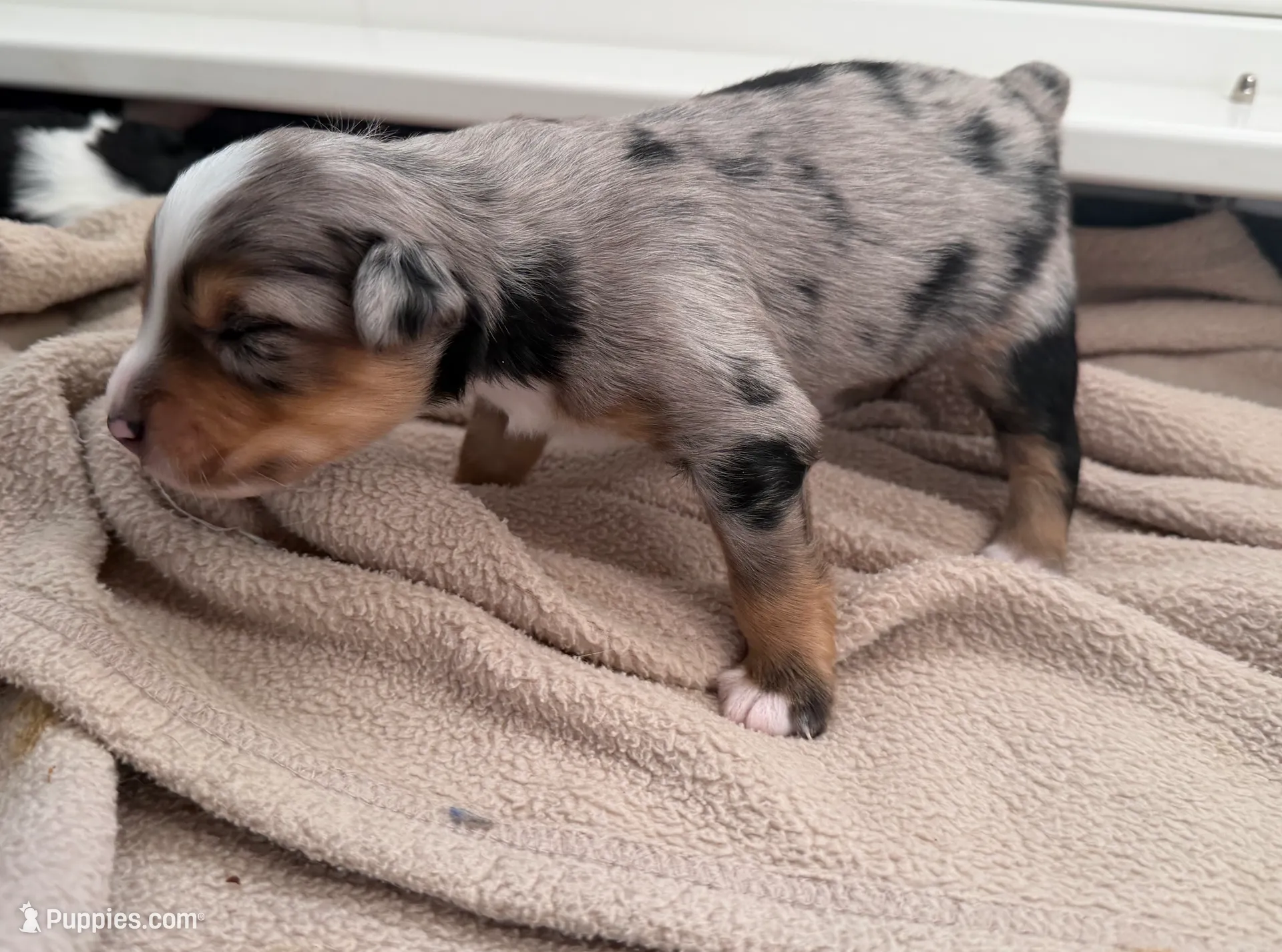 Kayce, a male Miniature Australian Shepherd for sale in Charlottesville, VA – Photo 8 of 8