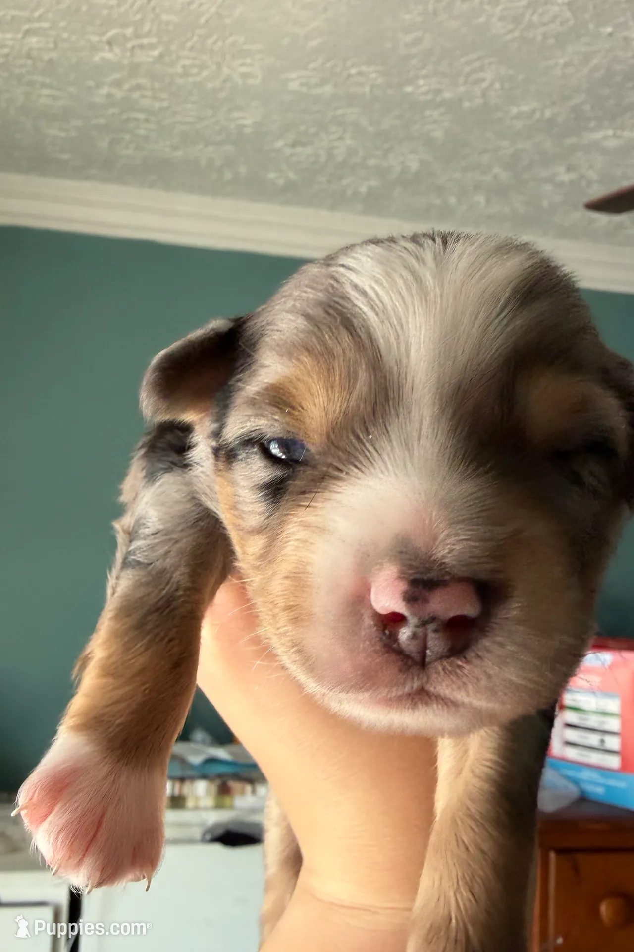 Kayce, a male Miniature Australian Shepherd for sale in Charlottesville, VA – Photo 7 of 8