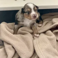 Kayce, a male Miniature Australian Shepherd for sale in Charlottesville, VA – Photo 5 of 8