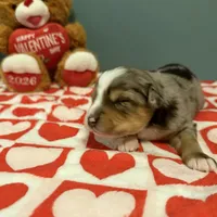 Kayce, a male Miniature Australian Shepherd for sale in Charlottesville, VA – Photo 6 of 8