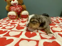 Kayce, a male Miniature Australian Shepherd for sale in Charlottesville, VA – Photo 6 of 8