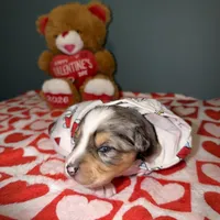 Kayce, a male Miniature Australian Shepherd for sale in Charlottesville, VA – Photo 1 of 8