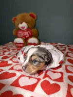Kayce, a male Miniature Australian Shepherd for sale in Charlottesville, VA – Photo 1 of 8