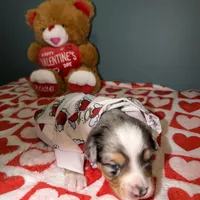 Kayce, a male Miniature Australian Shepherd for sale in Charlottesville, VA – Photo 3 of 8