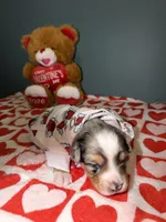 Kayce, a male Miniature Australian Shepherd for sale in Charlottesville, VA – Photo 3 of 8