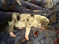 Abilene, a female Australian Shepherd for sale in Charlottesville, VA – 5 of 7