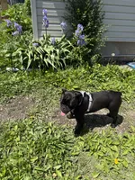 Rosey, a female English Bulldog for sale in Decatur, IL – 3 of 3