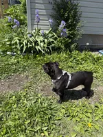Rosey, a female English Bulldog for sale in Decatur, IL – 2 of 3