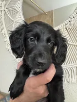 Gray, a male Border Collie and Cocker Spaniel for sale in Sierra Vista, AZ – 2 of 4