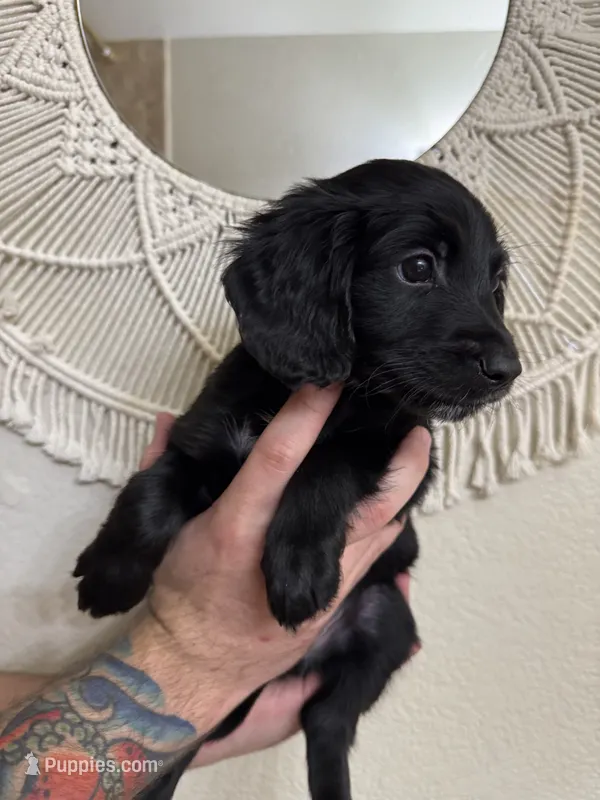 Green – Border Collie, Cocker Spaniel puppy for sale in Sierra Vista, AZ