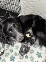 Haze, a male Border Collie for sale in Sierra Vista, AZ – 4 of 5