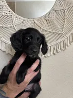 Green, a male Border Collie and Cocker Spaniel for sale in Sierra Vista, AZ – 5 of 5