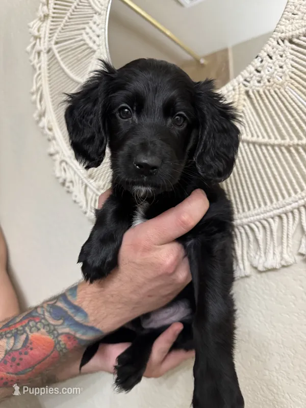 Gray – Border Collie, Cocker Spaniel puppy for sale in Sierra Vista, AZ