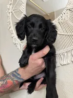 Gray, a male Border Collie and Cocker Spaniel for sale in Sierra Vista, AZ – 1 of 4