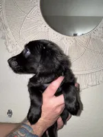 Green, a male Border Collie and Cocker Spaniel for sale in Sierra Vista, AZ – 3 of 5