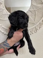 Gray, a male Border Collie and Cocker Spaniel for sale in Sierra Vista, AZ – 3 of 4