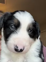 Haze, a male Border Collie for sale in Sierra Vista, AZ – 2 of 5