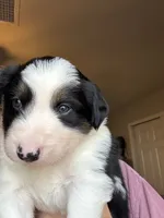 Haze, a male Border Collie for sale in Sierra Vista, AZ – 1 of 5