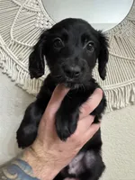Green, a male Border Collie and Cocker Spaniel for sale in Sierra Vista, AZ – 2 of 5