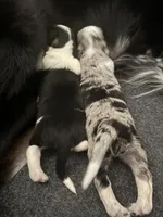 Haze, a male Border Collie for sale in Sierra Vista, AZ – 3 of 5