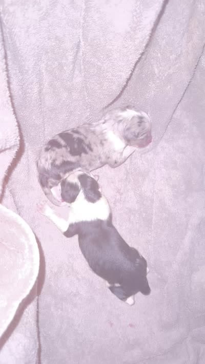 Haze, a male Border Collie for sale in Sierra Vista, AZ – 5 of 5