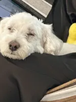 Rocky, a male Maltese for sale in Saint Cloud, FL – Photo 2 of 3