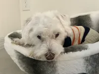 Rocky, a male Maltese for sale in Saint Cloud, FL – Photo 3 of 3