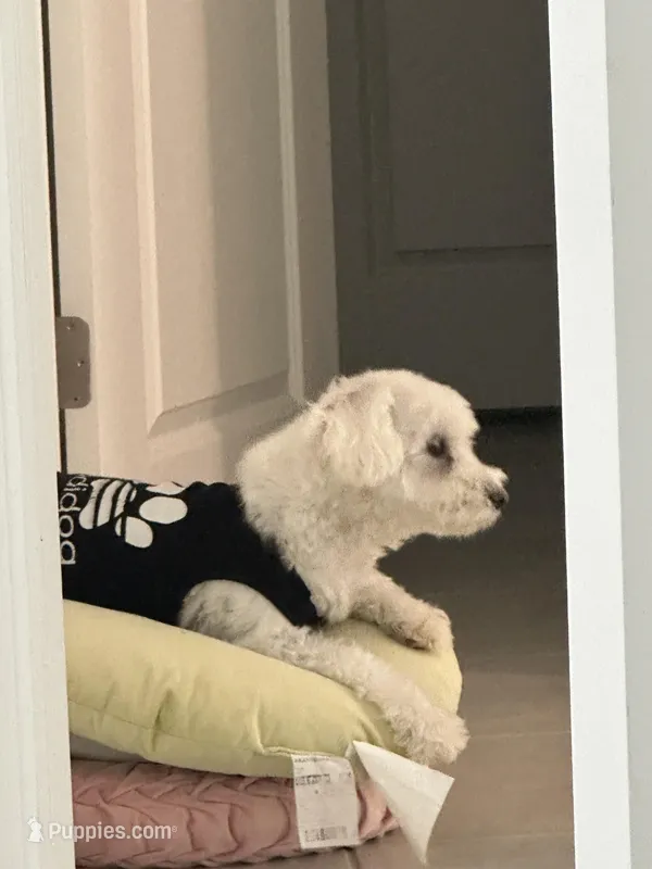 Rocky – Maltese puppy for sale in Saint Cloud, FL