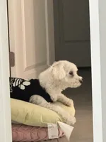 Rocky, a male Maltese for sale in Saint Cloud, FL – Photo 1 of 3