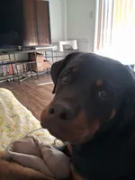 Te'Sheeba, a female Rottweiler for sale in Oldsmar, FL – Photo 3 of 5
