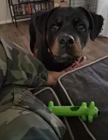 Te'Sheeba, a female Rottweiler for sale in Oldsmar, FL – Photo 2 of 5