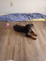 Te'Sheeba, a female Rottweiler for sale in Oldsmar, FL – Photo 5 of 5