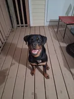 Te'Sheeba, a female Rottweiler for sale in Oldsmar, FL – Photo 4 of 5