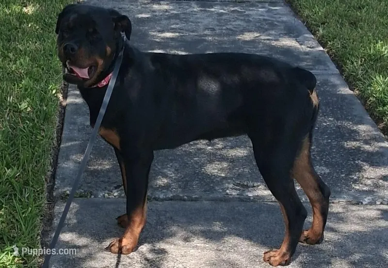 Te'Sheeba – Rottweiler puppy for sale in Oldsmar, FL