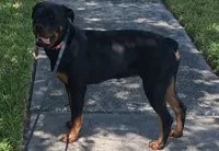 Te'Sheeba, a female Rottweiler for sale in Oldsmar, FL – Photo 1 of 5