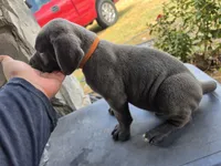 Boy 6, a male American Pit Bull Terrier and Cane Corso for sale in Cedar Creek, TX – 1 of 2