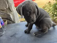 Boy 6, a male American Pit Bull Terrier and Cane Corso for sale in Cedar Creek, TX – 2 of 2