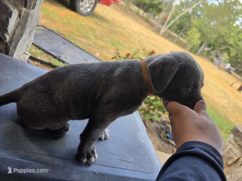 Boy 5 – American Pit Bull Terrier, Cane Corso puppy for sale in Cedar Creek, TX