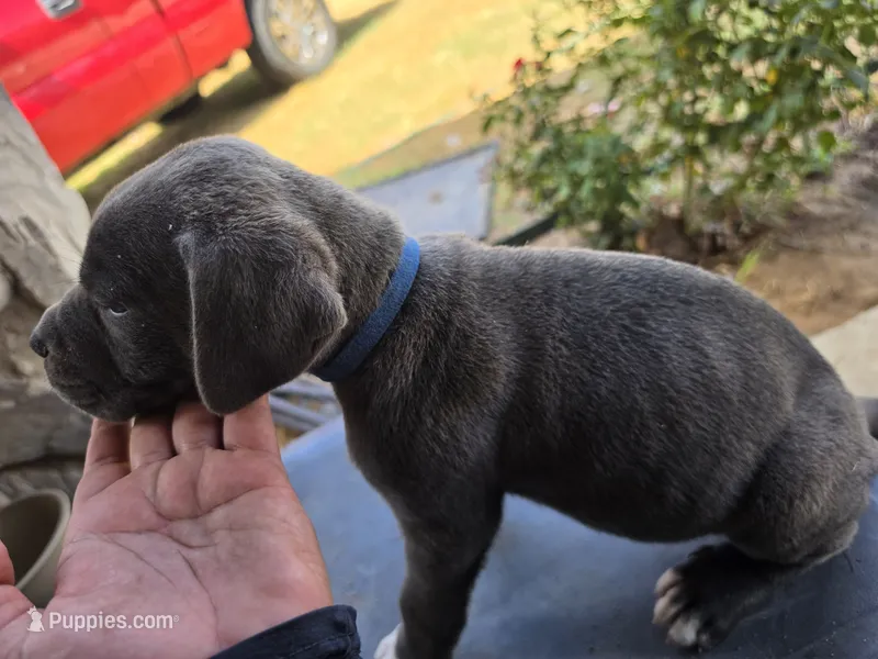 Boy 1 – American Pit Bull Terrier, Cane Corso puppy for sale in Cedar Creek, TX
