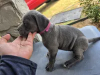 Girl 2, a female American Pit Bull Terrier and Cane Corso for sale in Cedar Creek, TX – 2 of 2