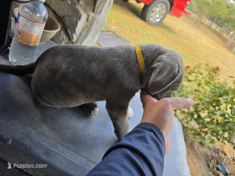Boy 4 – American Pit Bull Terrier, Cane Corso puppy for sale in Cedar Creek, TX