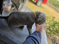 Boy 4, a male American Pit Bull Terrier and Cane Corso for sale in Cedar Creek, TX – 1 of 2