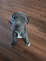 Boy 5, a male American Pit Bull Terrier and Cane Corso for sale in Cedar Creek, TX – 4 of 4