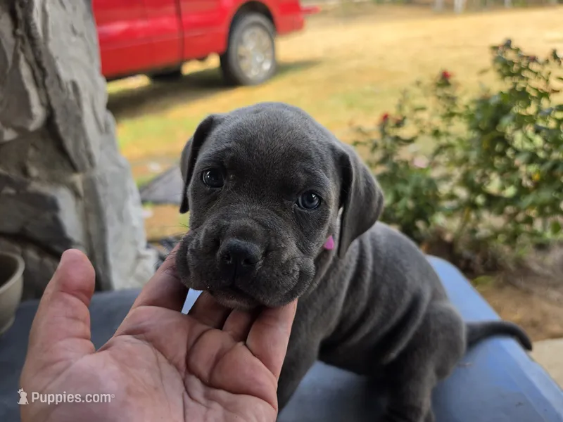 Girl 2 – American Pit Bull Terrier, Cane Corso puppy for sale in Cedar Creek, TX