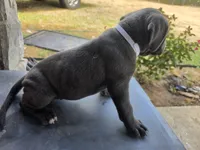 Girl 1, a female American Pit Bull Terrier and Cane Corso for sale in Cedar Creek, TX – 2 of 2